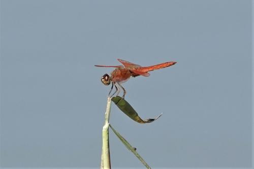 黃翅蜻 (褐斑蜻蜓) 黃翅蜻 (褐斑蜻蜓)