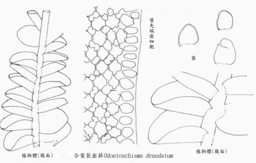 合葉裂齒蘚