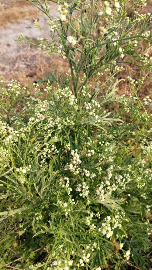 銀膠菊
