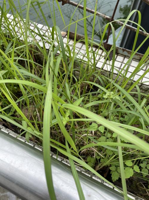 白茅 (茅針 茅根 茅草)