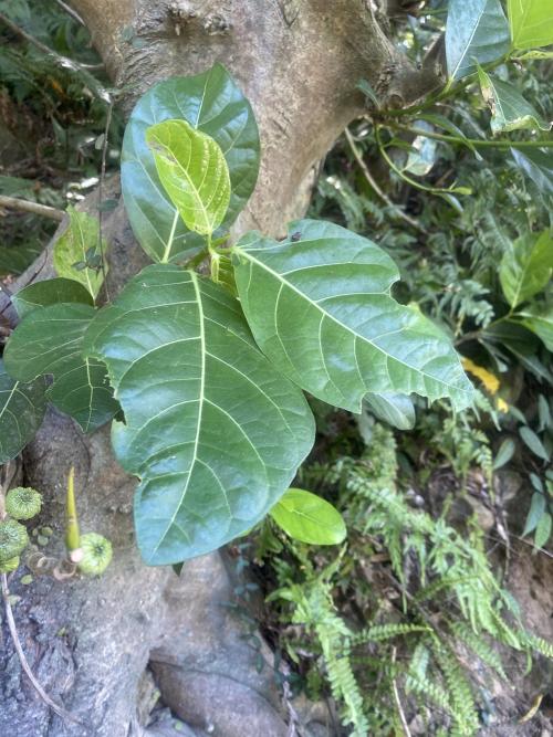 稜果榕 稜果榕