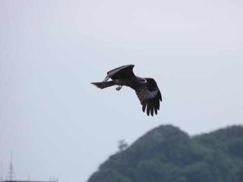 黑鳶 黑鳶