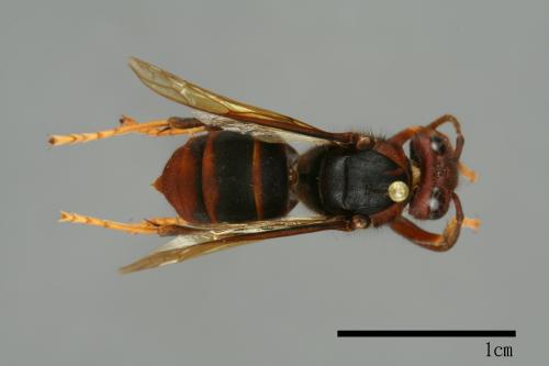 Vespa velutina[黃腳虎頭蜂][00096088]
