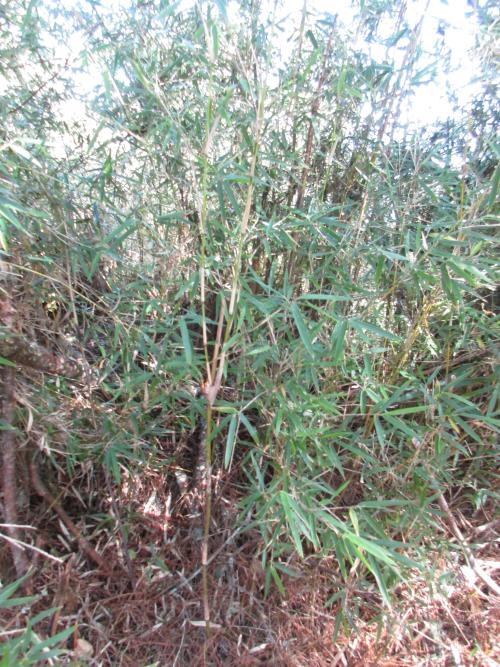 玉山箭竹 玉山箭竹