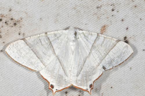 Ourapteryx caecata 白短尾尺蛾 Ourapteryx caecata 白短尾尺蛾