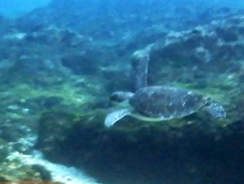 綠海龜