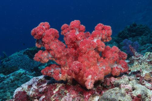密針棘穗軟珊瑚