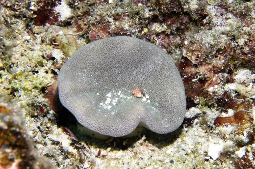 庫斯厚葉軟珊瑚