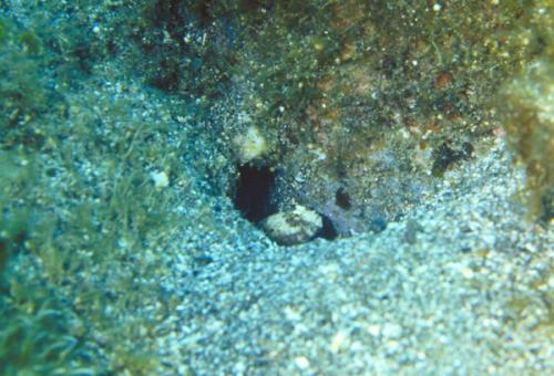 Cryptocentrus nigrocellatus@fishdb-media-1719 Cryptocentrus nigrocellatus@fishdb-media-1719