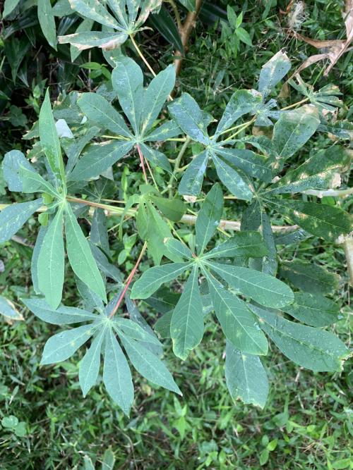 木薯 木薯