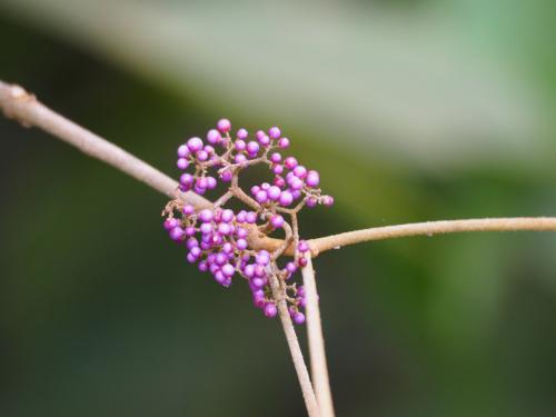 杜虹花
