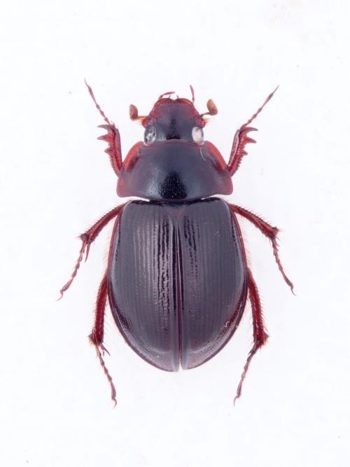 Phaeochrous emarginatus emarginatus Laporte, 1840