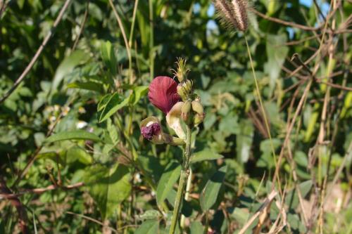 大翼豆 (長序菜豆) 大翼豆 (長序菜豆)