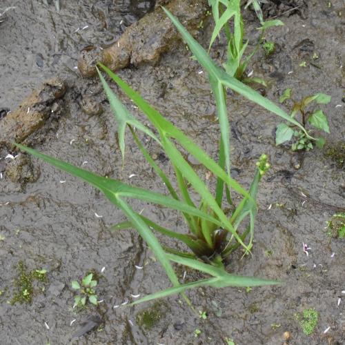 三腳剪