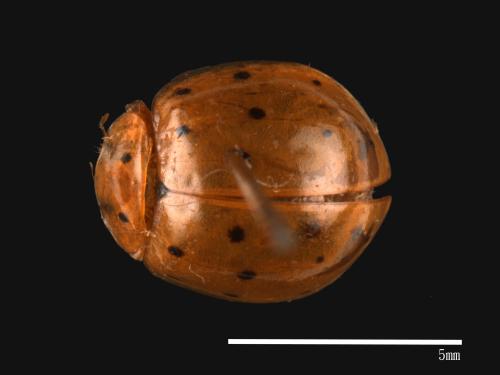 Harmonia sedecimnotata[星點褐瓢蟲][00013090]