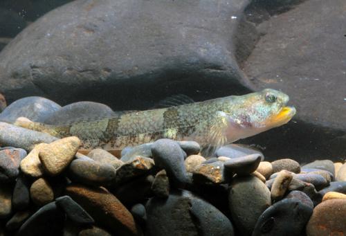 Schismatogobius roxasi@fishdb-media-9971 Schismatogobius roxasi@fishdb-media-9971