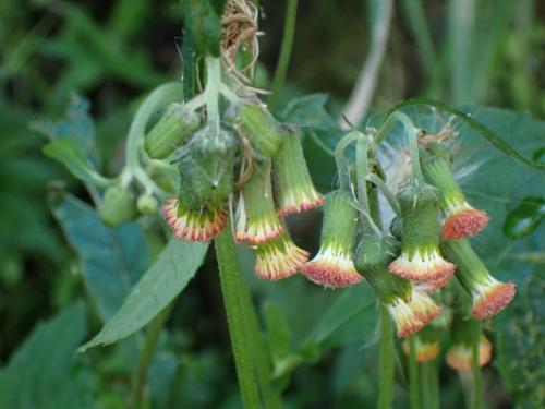 野茼蒿
