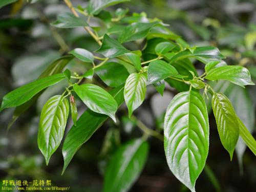 臺灣鼠李 臺灣鼠李