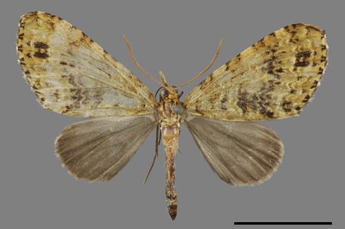 Hypocometa clauda[橄欖綠波尺蛾][00032113]