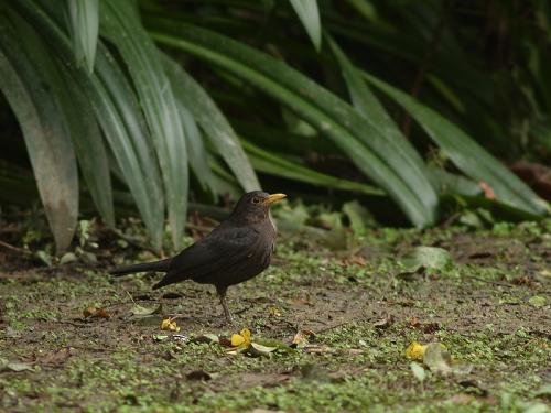 20090729_380404_Blackbird_P2199256.jpg