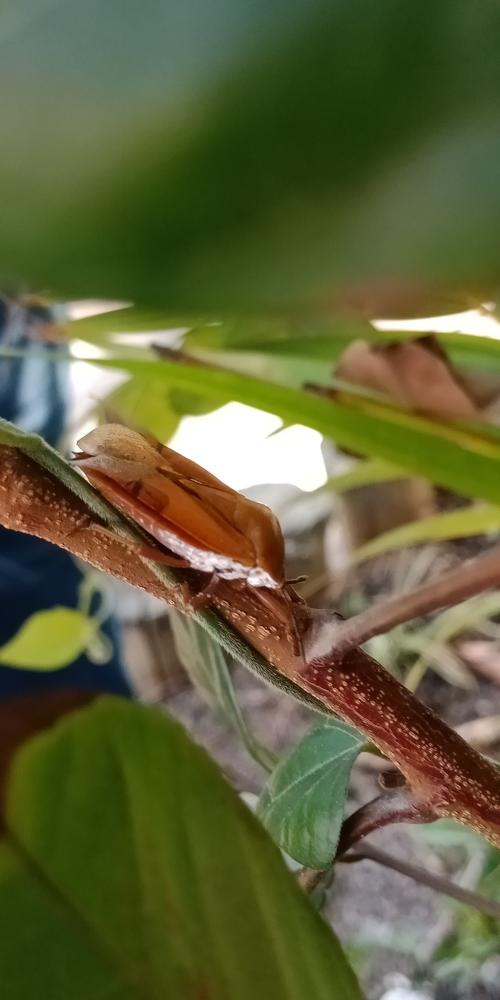 荔蝽 荔蝽