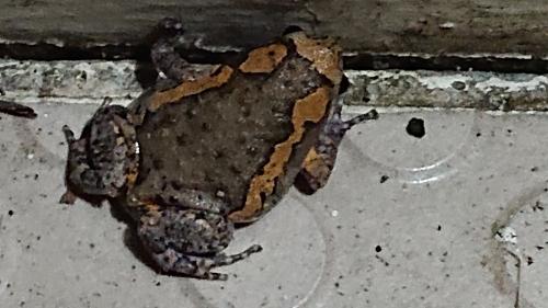 花狹口蛙 花狹口蛙