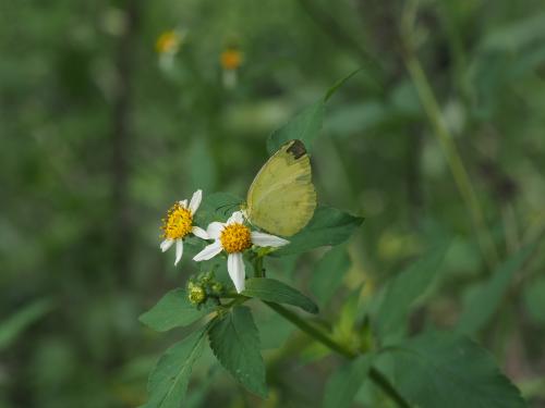 江崎黃蝶 江崎黃蝶