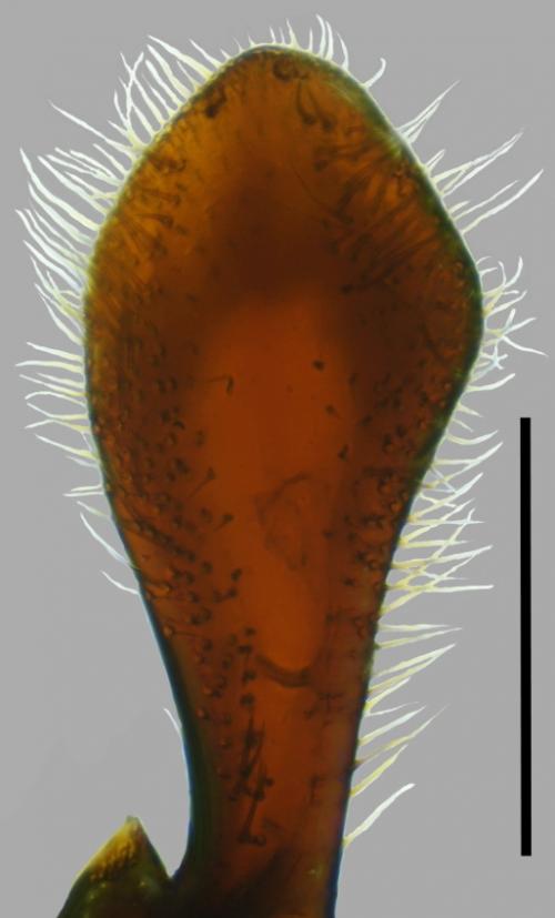 Miobdelus-humilis_male-paramere Miobdelus-humilis_male-paramere