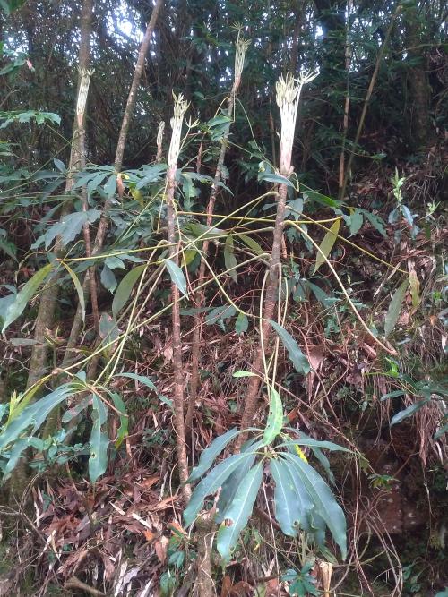 高山鴨腳木 高山鴨腳木