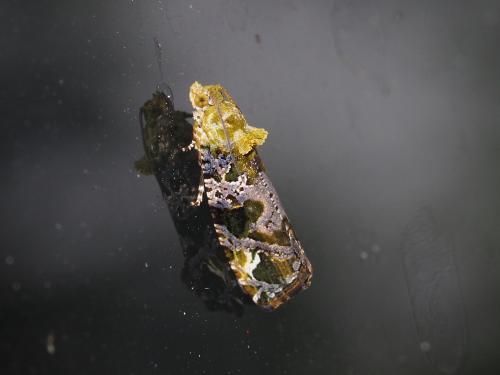 Sorolopha herbifera Sorolopha herbifera