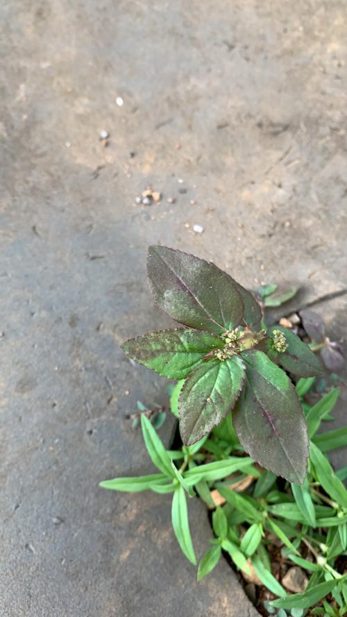 飛揚草