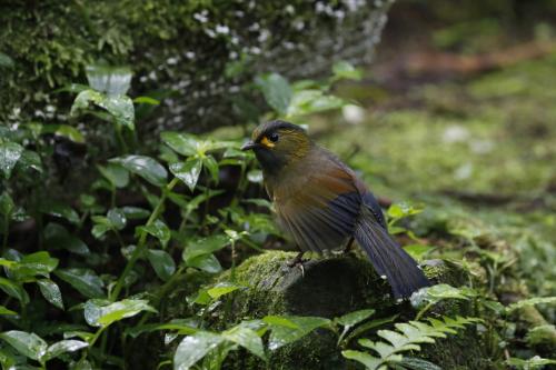 黃胸藪眉 黃胸藪眉