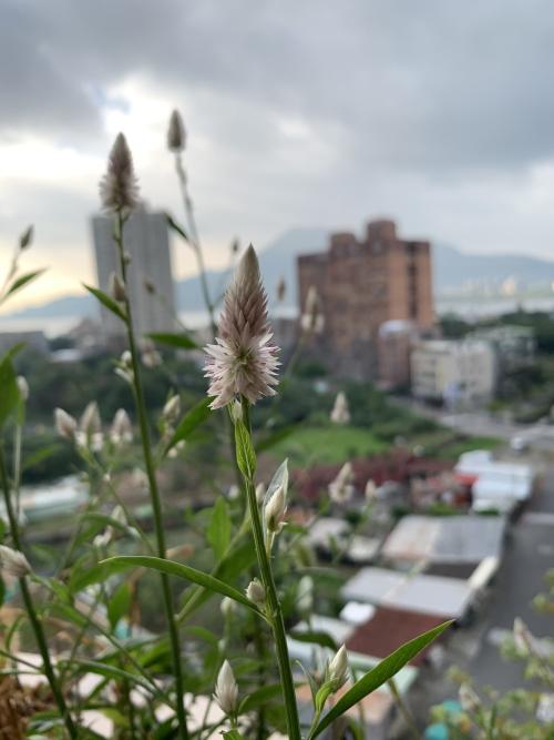 青葙