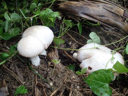 Volvariella speciosa(美麗小包脚菇) Volvariella speciosa(美麗小包脚菇)