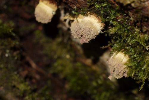 Trichocoma paradoxa Trichocoma paradoxa
