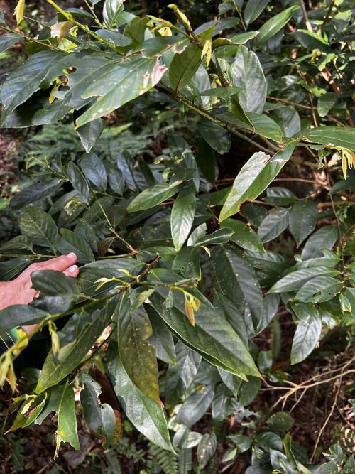 白果雞屎樹 白果雞屎樹