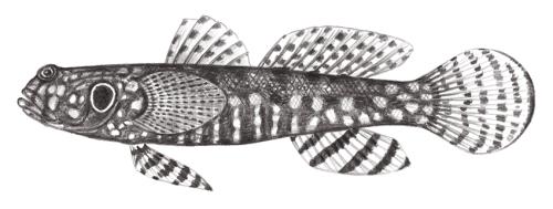 Cryptocentrus nigrocellatus@Jheng2110 Cryptocentrus nigrocellatus@Jheng2110