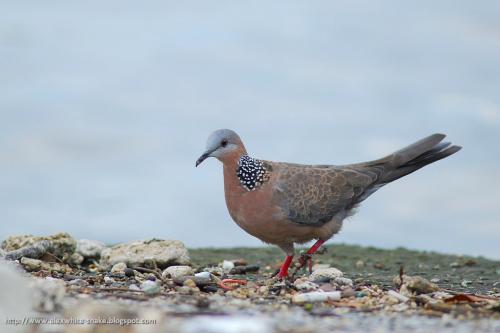 珠頸斑鳩@高雄