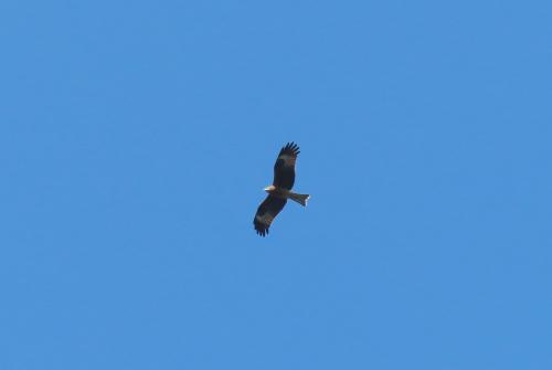 黑鳶