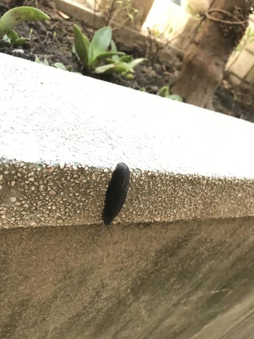 高突滑莖蛞蝓(高突足襞蛞蝓、高突復套蛞蝓)
