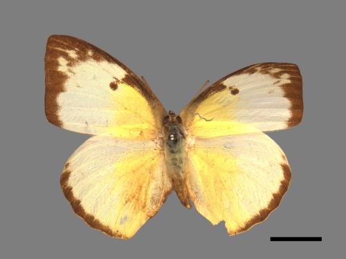 Catopsilia pomona[銀紋淡黃蝶][00013921]