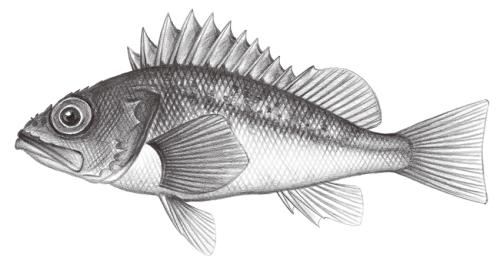 Helicolenus hilgendorfii@Jheng0856