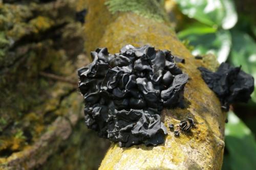 Ionomidotis frondosa(復聚盤菌) Ionomidotis frondosa(復聚盤菌)