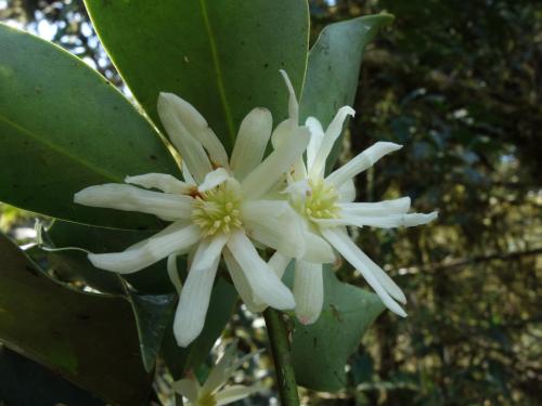 白花八角 白花八角