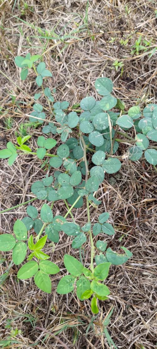 大翼豆 (長序菜豆) 大翼豆 (長序菜豆)