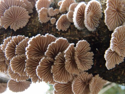 Schizophyllum commune(裂褶菌)