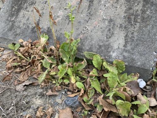 皺葉菸草