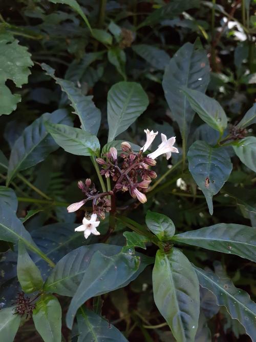 蛇根草