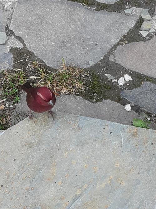 台灣朱雀 台灣朱雀