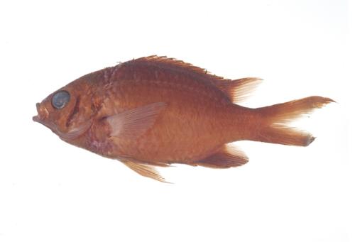 ASIZP0059312 ASIZP0059312